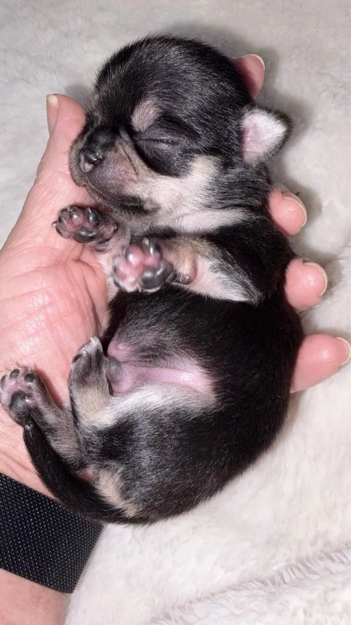 Chihuahua macho filhotes  - Foto 3