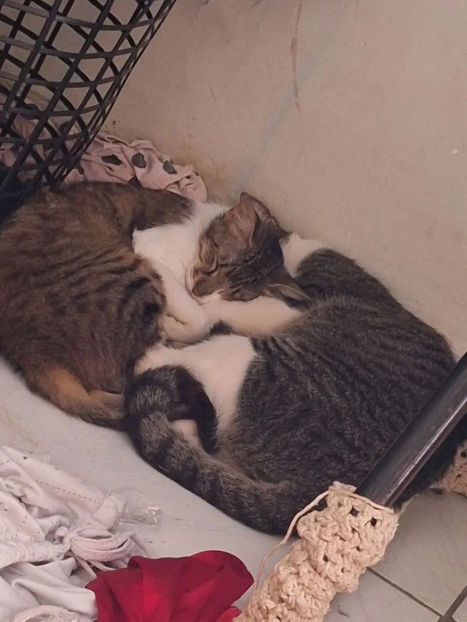 Doação Gatinhos - Foto 2