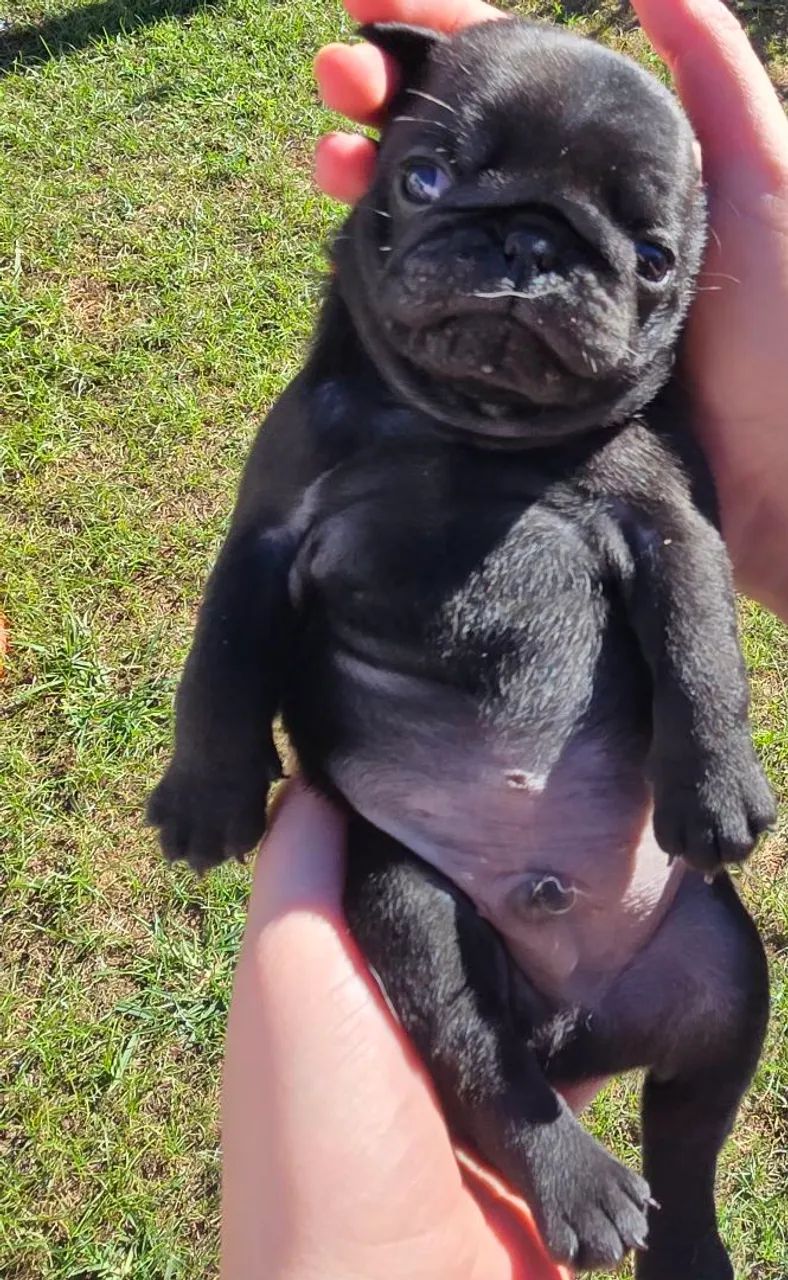 Pug 1200 - Foto 2