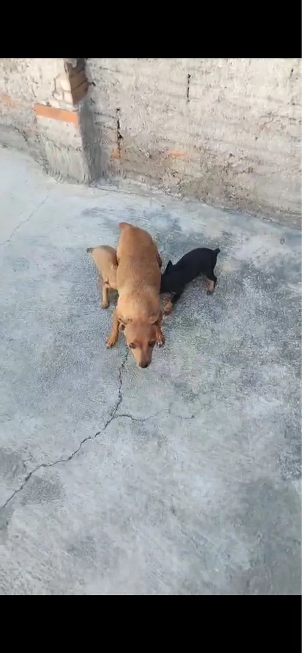 Pinscher número 01  - Foto 2