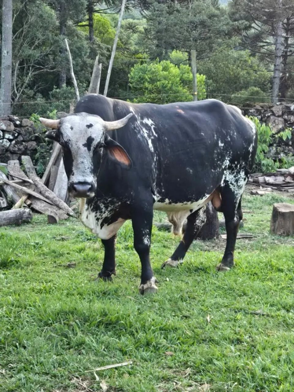 Touro Gir - Interior Canela RS - Tenho Vacas/Ovelhas - Animais Agropecuária