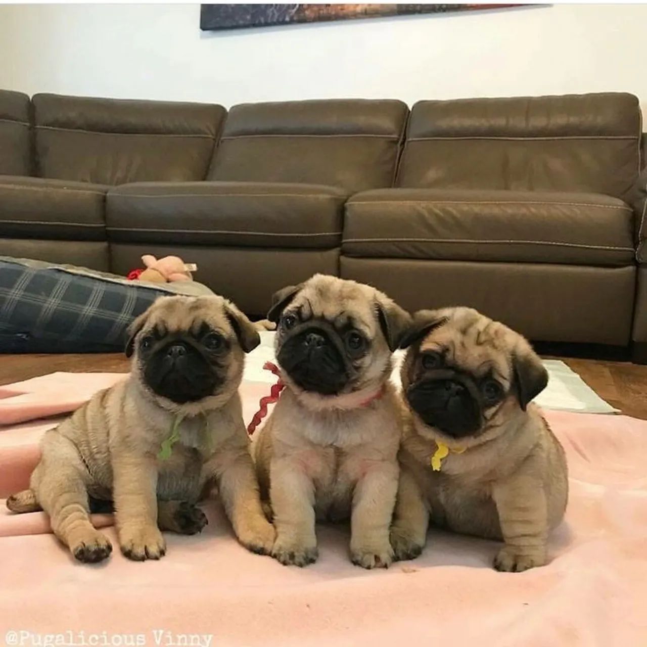 Filhotes De Pug - Alegria Que Chega Devagar 