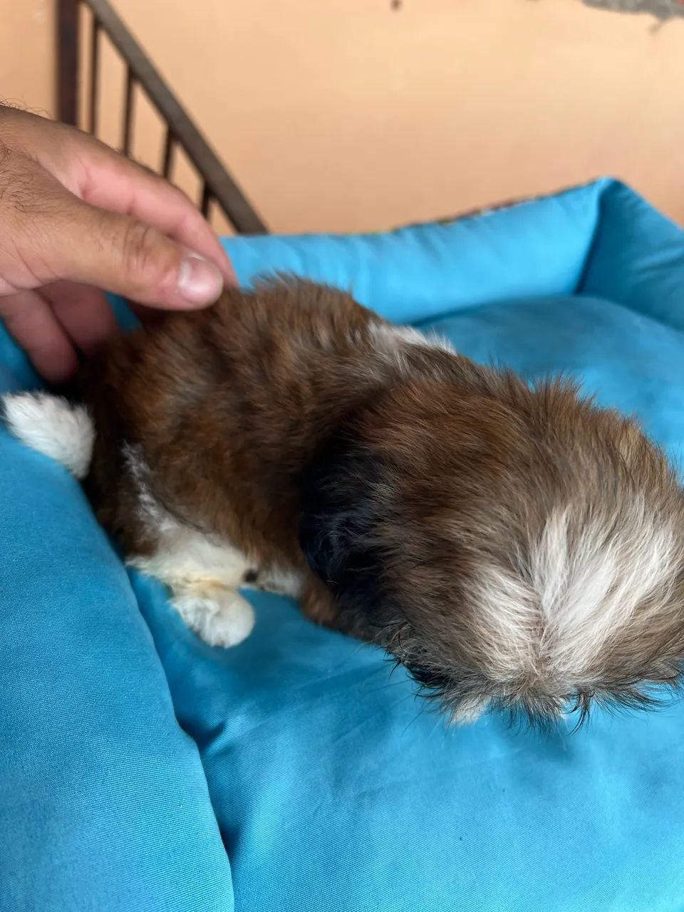 Shih tzu - Foto 3