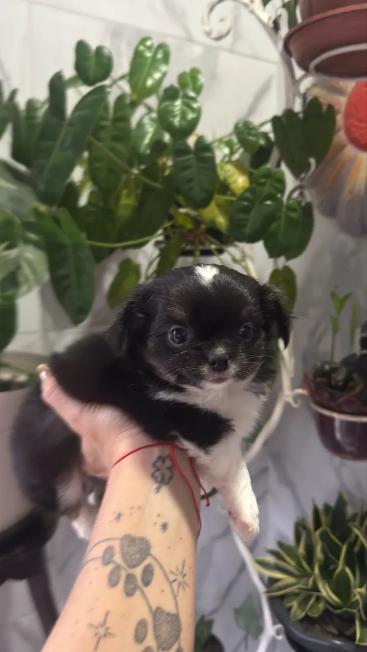 Chihuahua Macho  - Foto 2