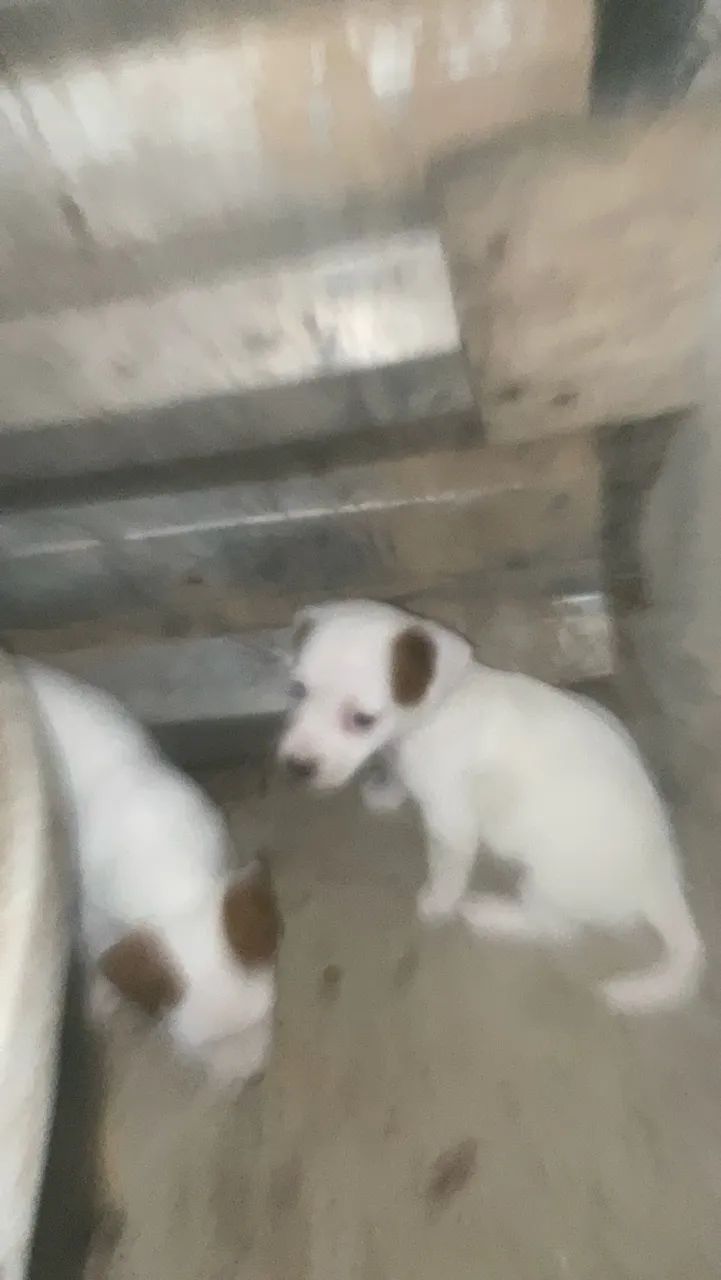 Filhotes jack russel terrier - Foto 2