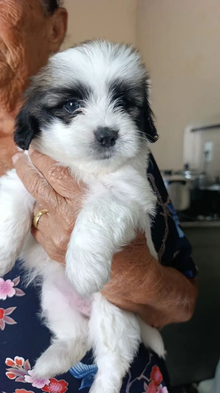Filhotes de Lhasa Apso  - Foto 4