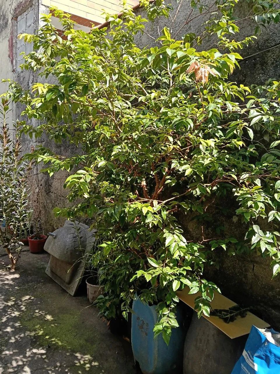 Pé de Jabuticaba  - Foto 4