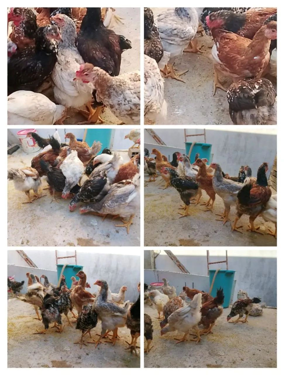 GALINHAS 