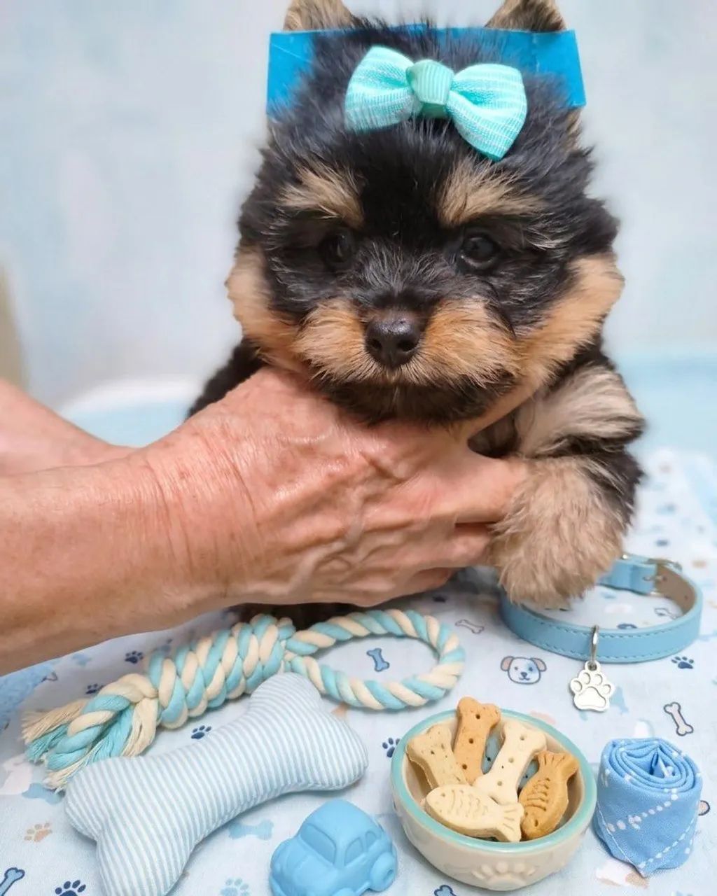 Criação com amor e carinho yorkshire terrie disponíveis a pronta entrega 