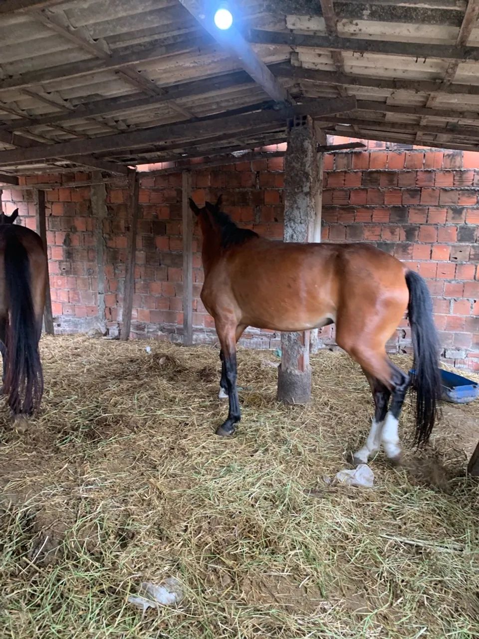 Vendo égua top - Foto 3
