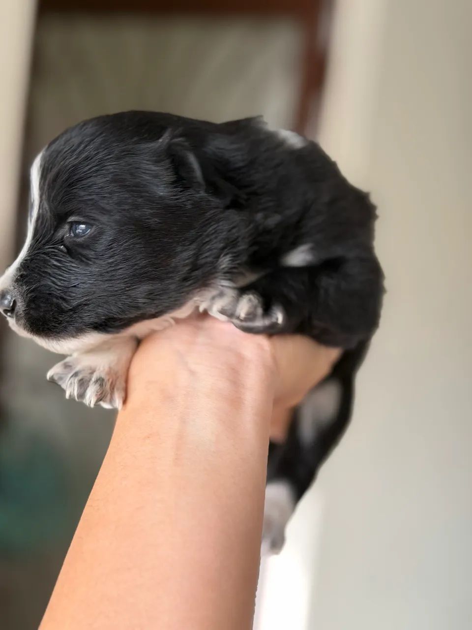 Cachorro - Foto 2