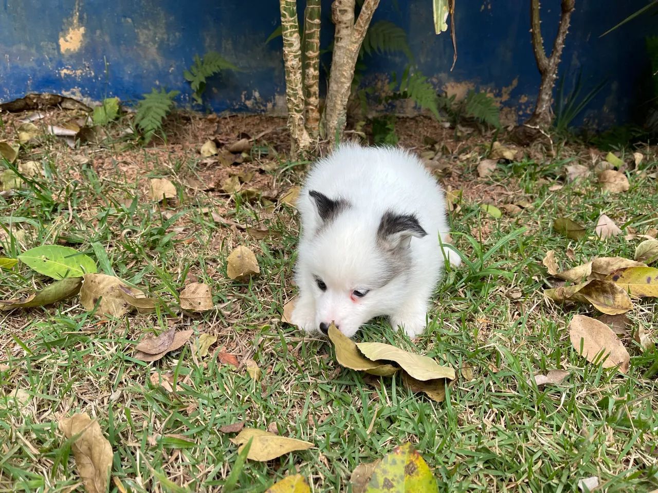 Pomsky macho f3 - Foto 2