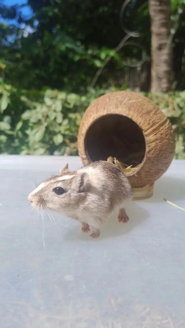 Gerbil (Esquilo da Mongólia) - Filhotes - Foto 5