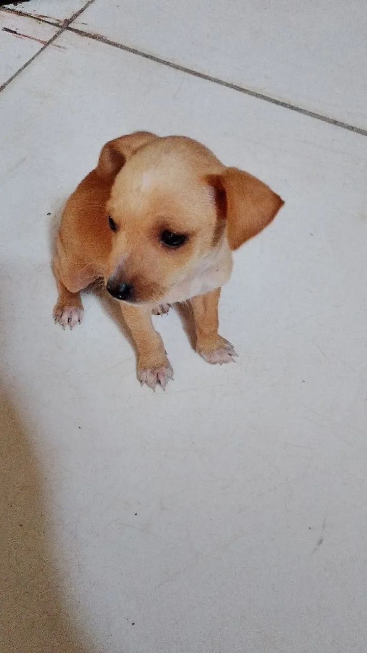  Cachorro pinscher 250,00 - Foto 5