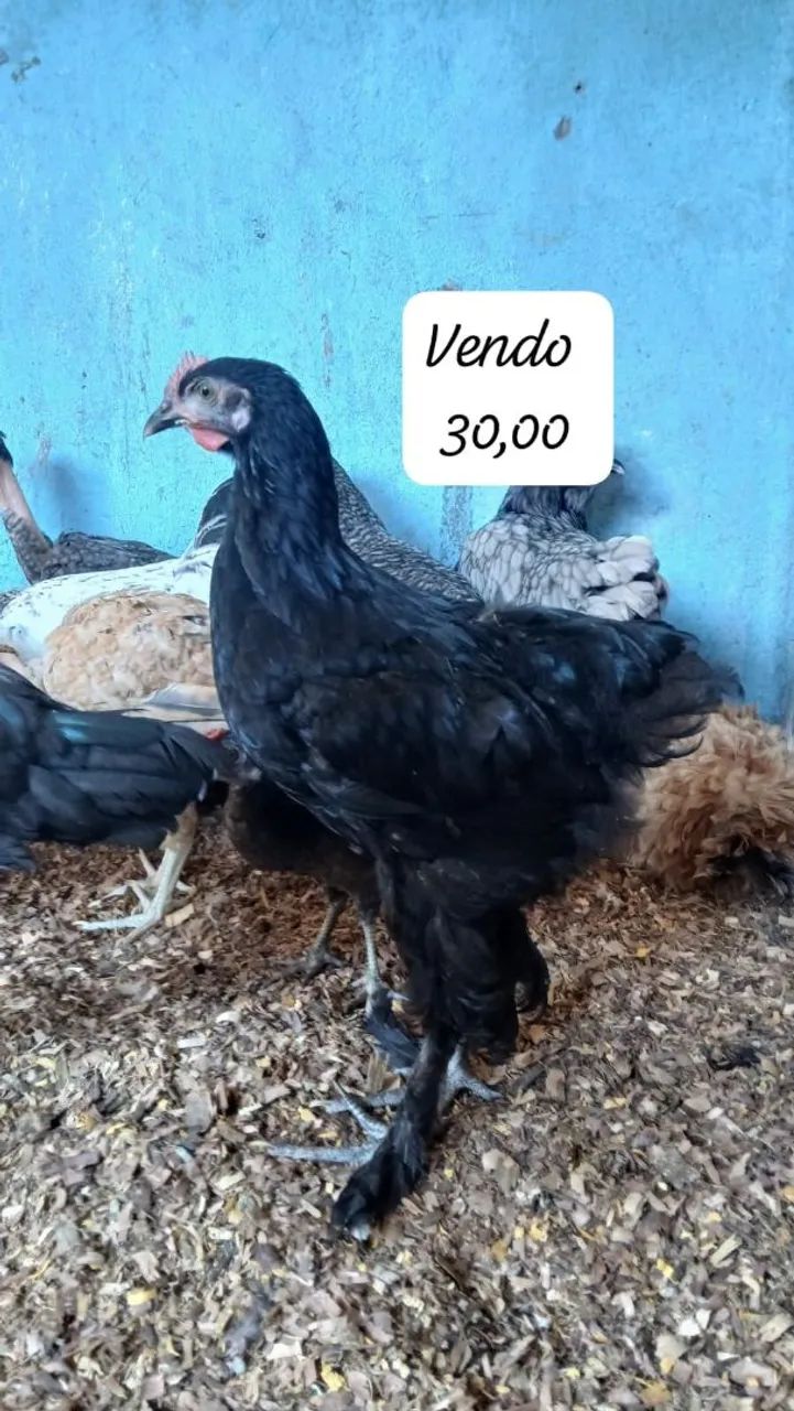Pintos de 3 meses  - Foto 4