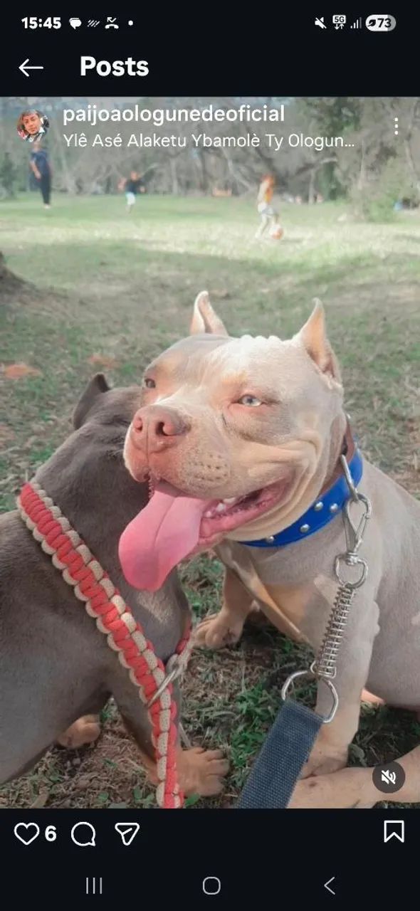 American Bully Micro 