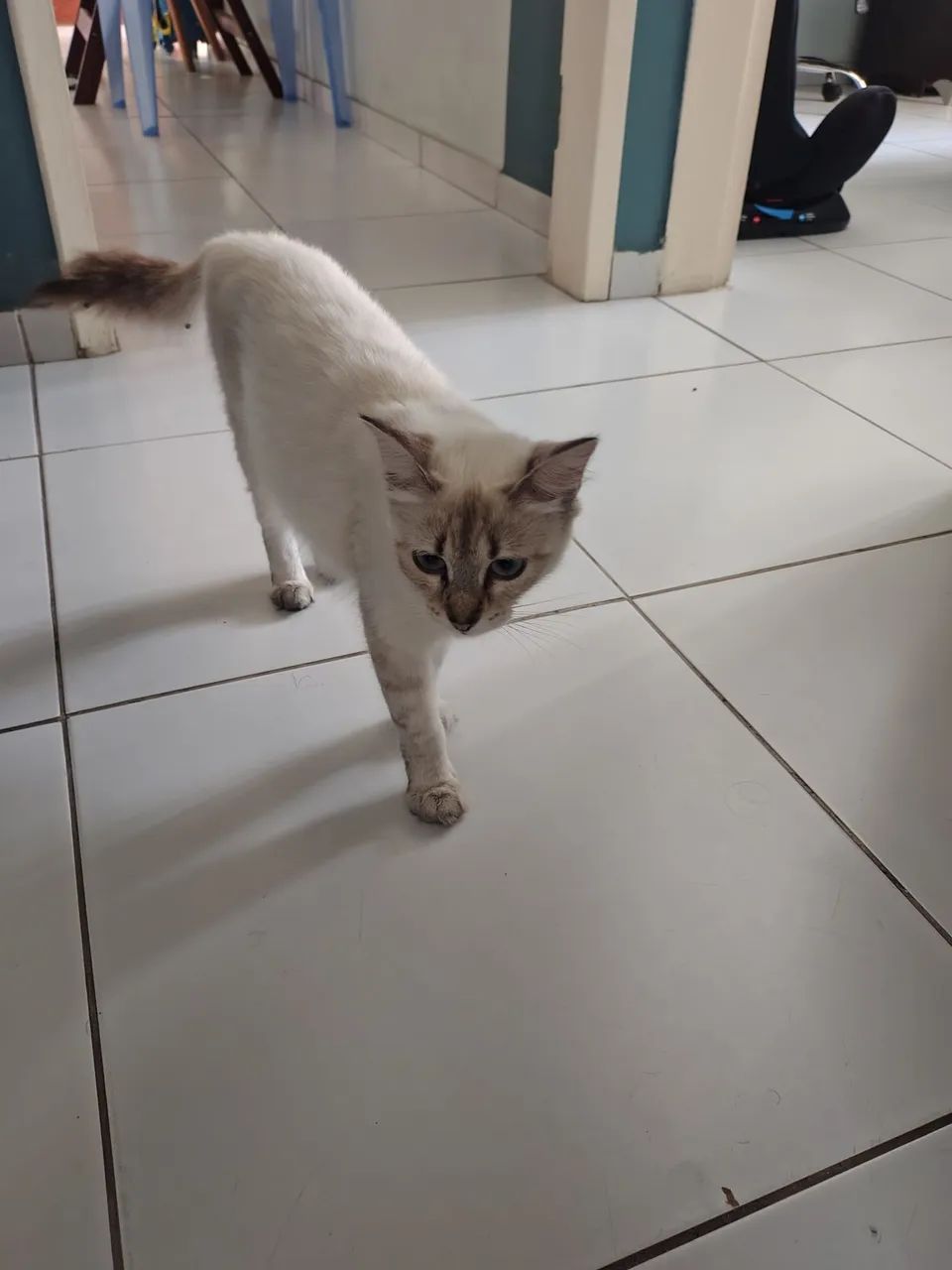 Leia, +- 1 ano - Foto 2