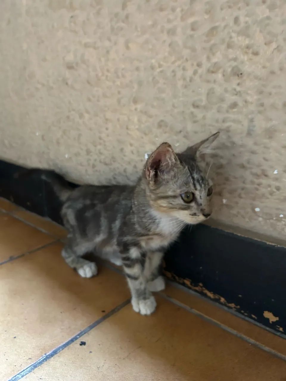Filhotes para doação  - Foto 2