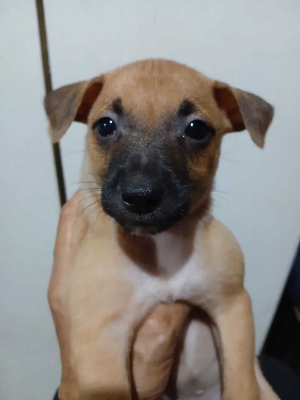 Doação de cachorrinhos  - Foto 4