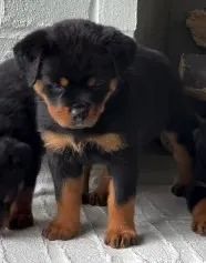 ROTTWEILER FILHOTES