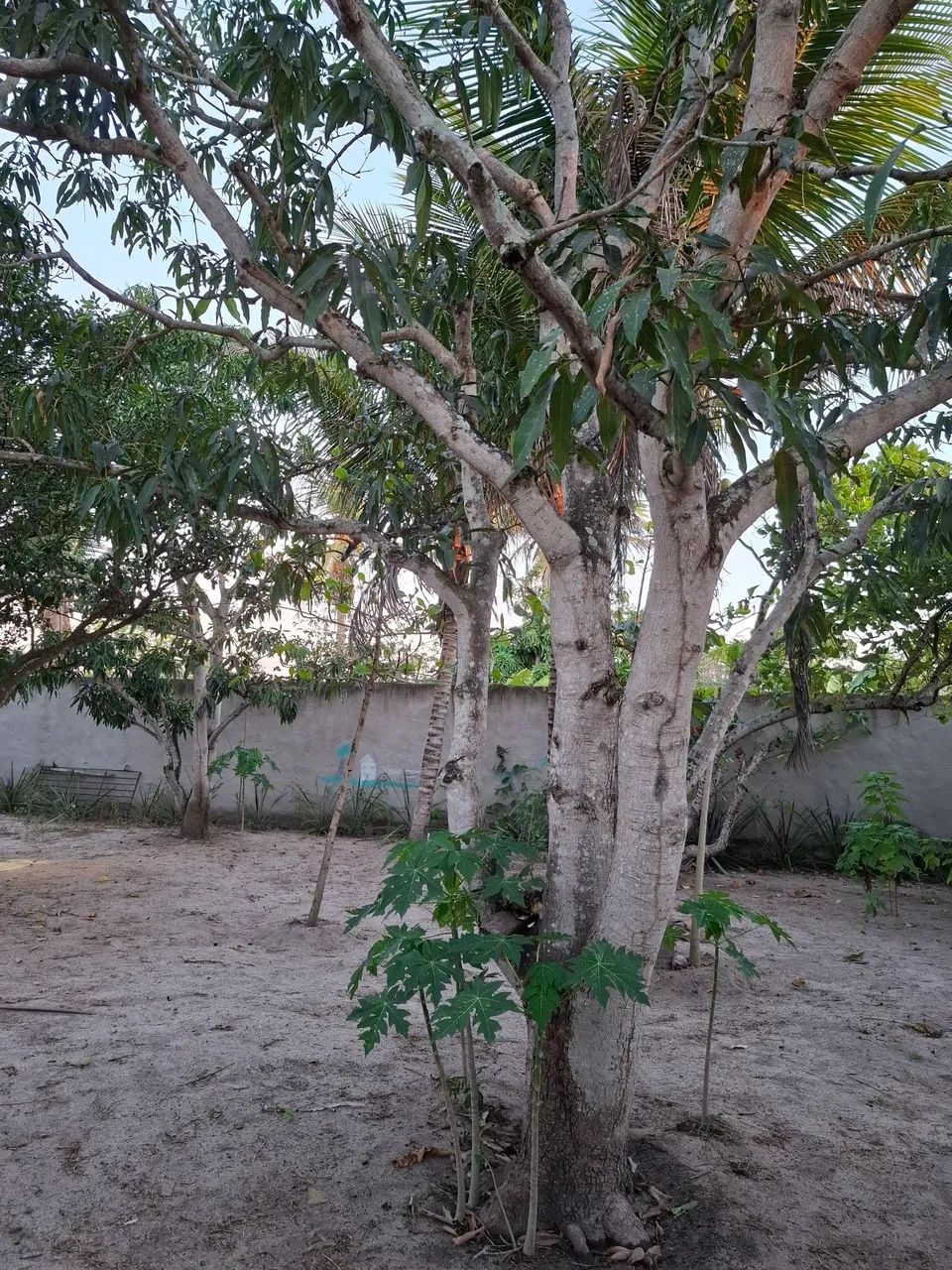 Vendo ou troco chácara.  - Foto 2