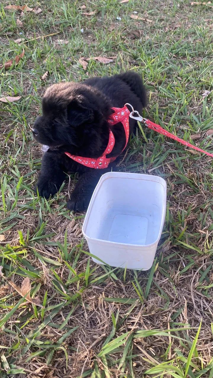 Vende-se chow chow - Foto 3