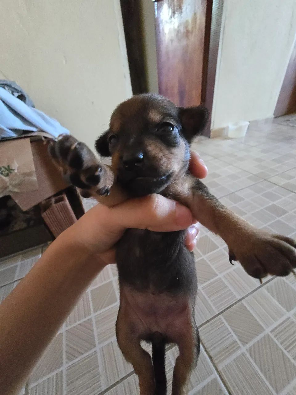 Pinscher zero  - Foto 2