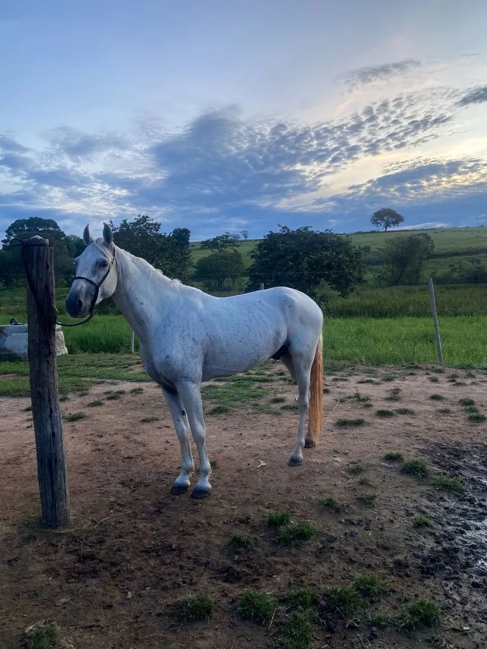 Vende-se Cavalo Inteiro - Foto 2