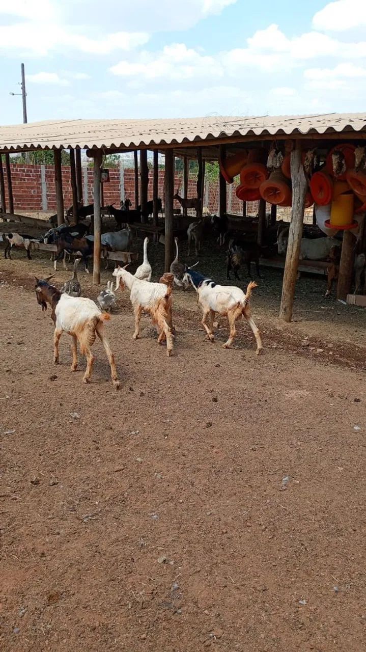 Venda de animais  - Foto 2