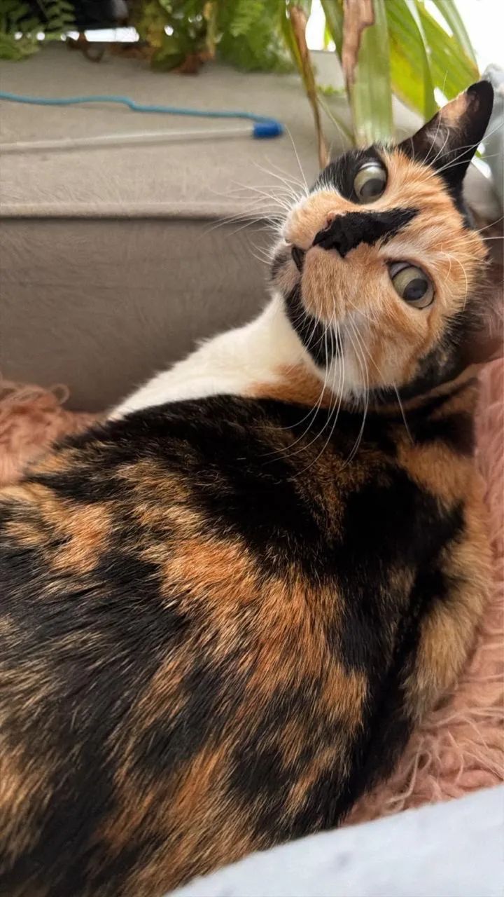 Gata castrada e dócil para adoção responsável  - Foto 3