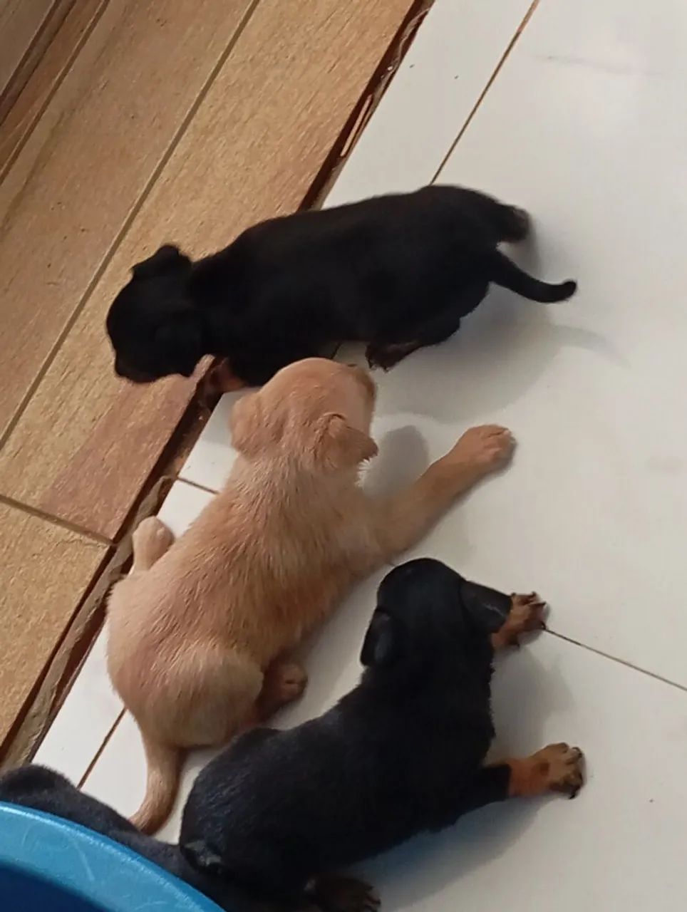 Filhotes de pinscher  - Foto 4