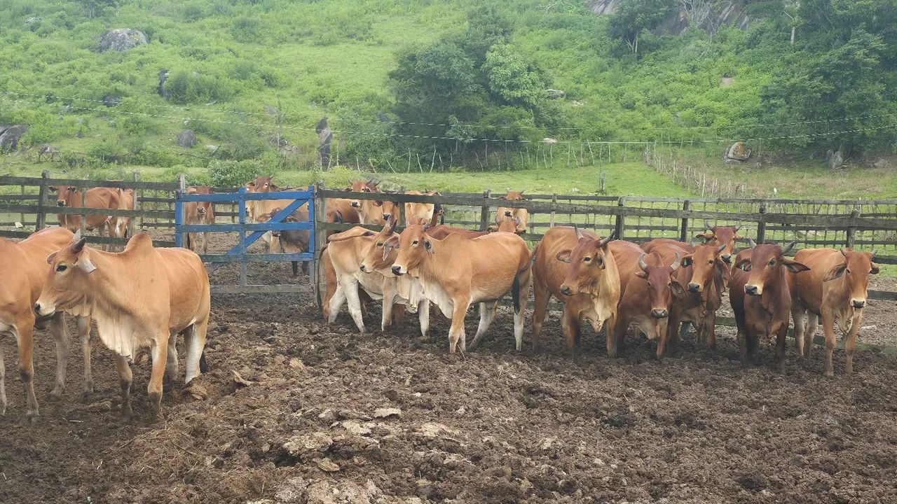 NOVILHA SINDI NEL PRENHA  - Foto 5