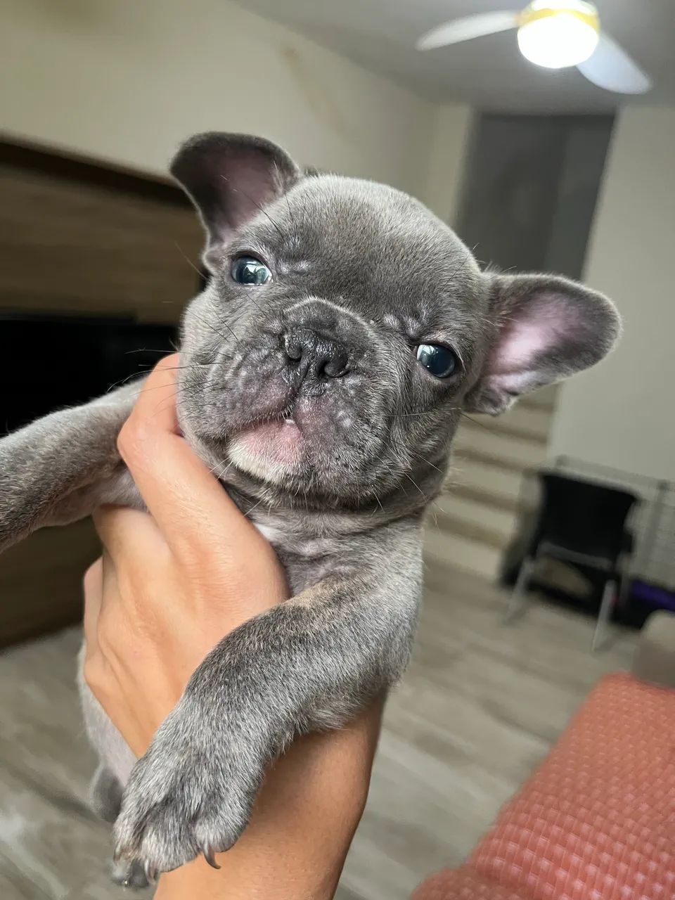 Bulldog francês  - Foto 3