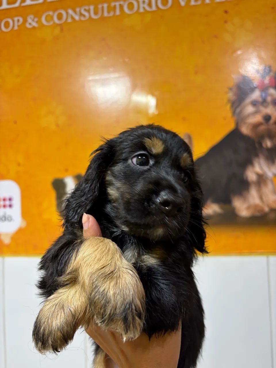 Filhotes Cocker Spaniel - Foto 5
