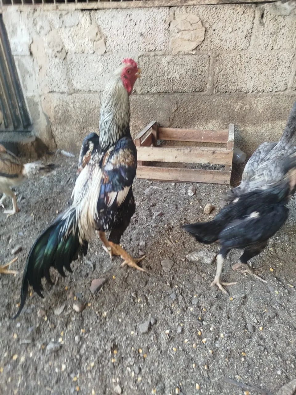 Galo índio 