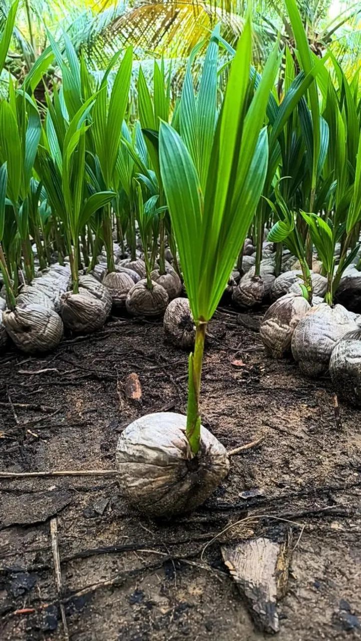 Vendo mudas frutíferas  - Foto 2