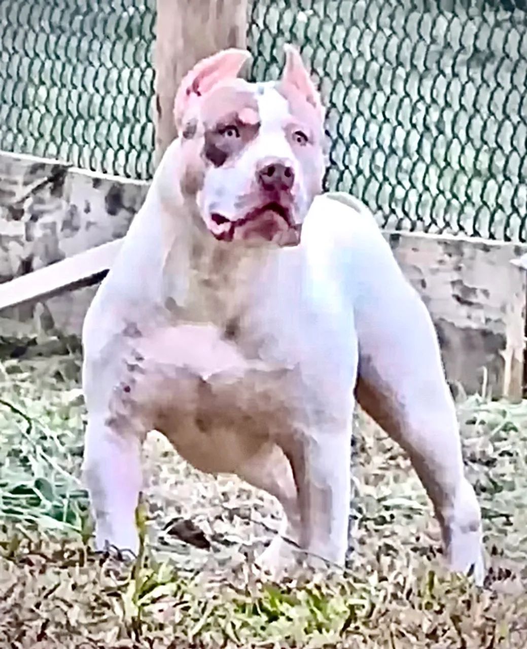 Filhote Pit Monster - Macho 