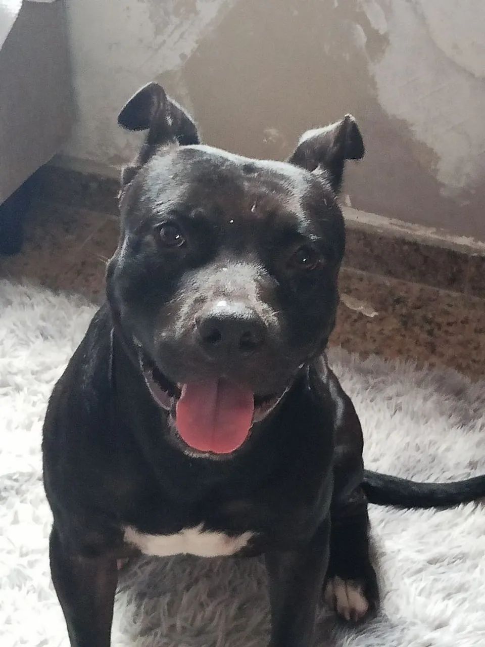 Doa-se Pitbull  - Foto 3