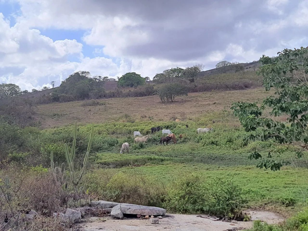 Fazenda a venda em Araruna - Foto 4