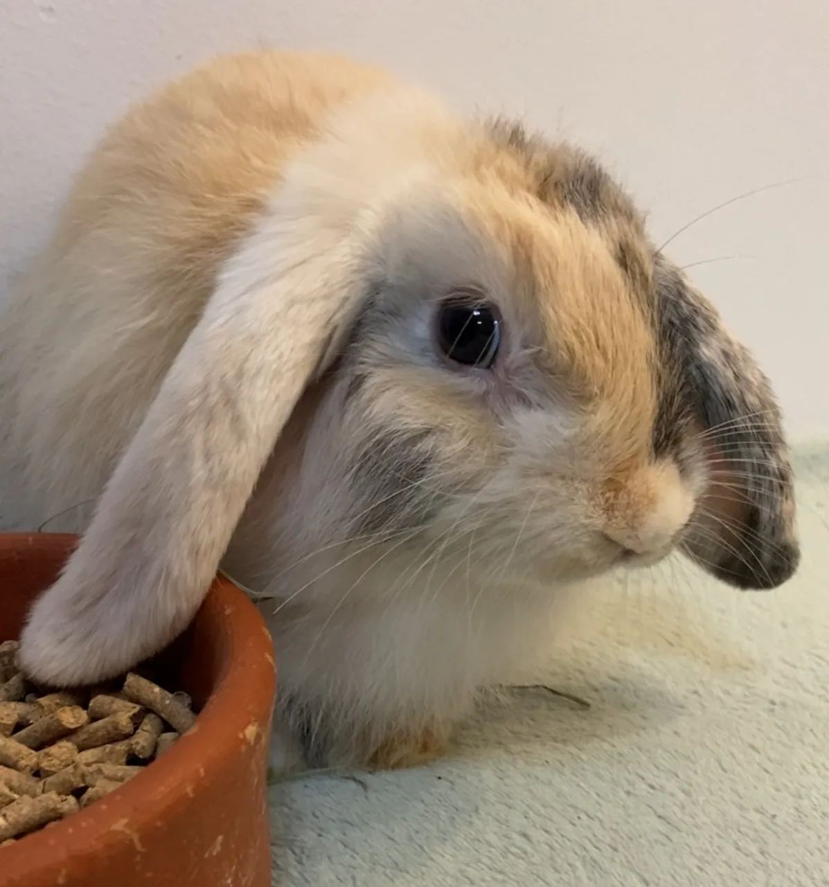 Coelho filhote Mini Lop Arlequim - Foto 5