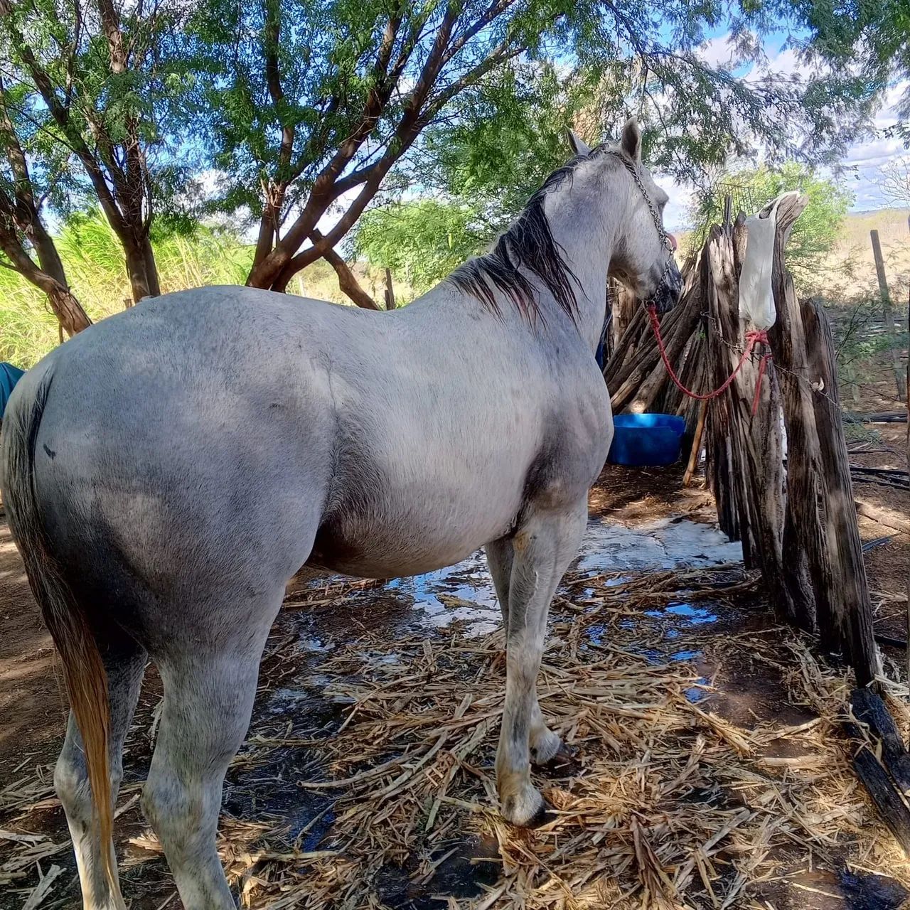 Cavalo 1/2 sangue Quarto de Milha - Foto 4