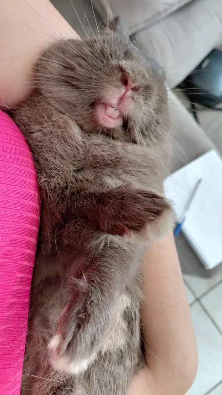 Coelho Netherland - Foto 2