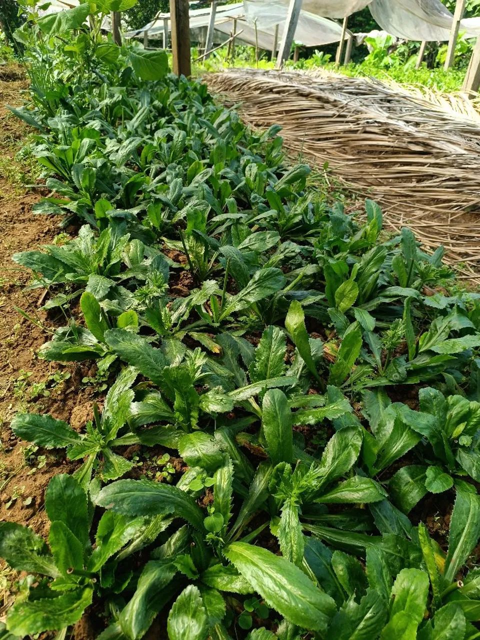 Verduras 