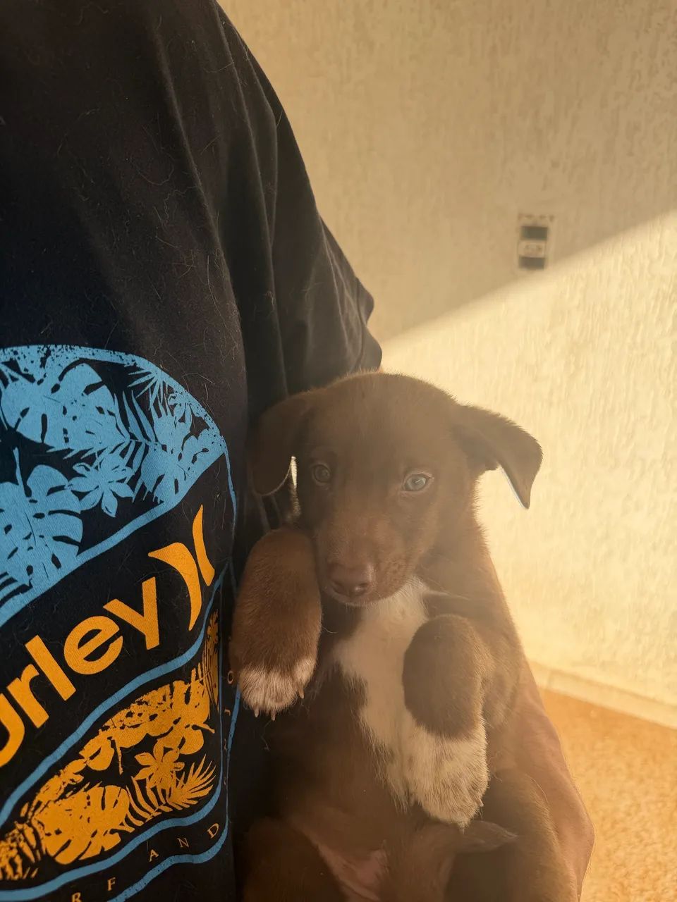Filhote macho - Husky e Labrador 