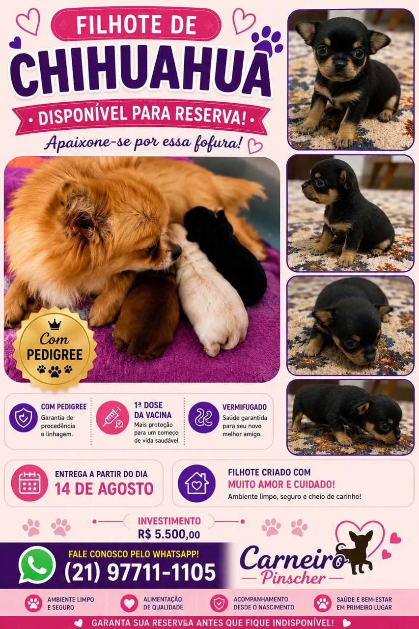 Chihuahua 