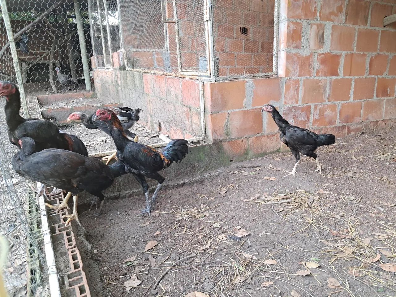 Galinha india raça pura - Foto 5