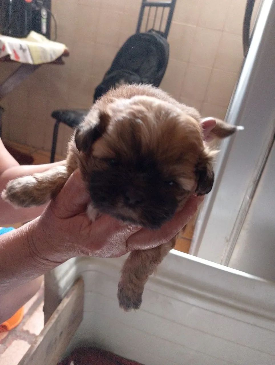 shih tzu - Foto 3