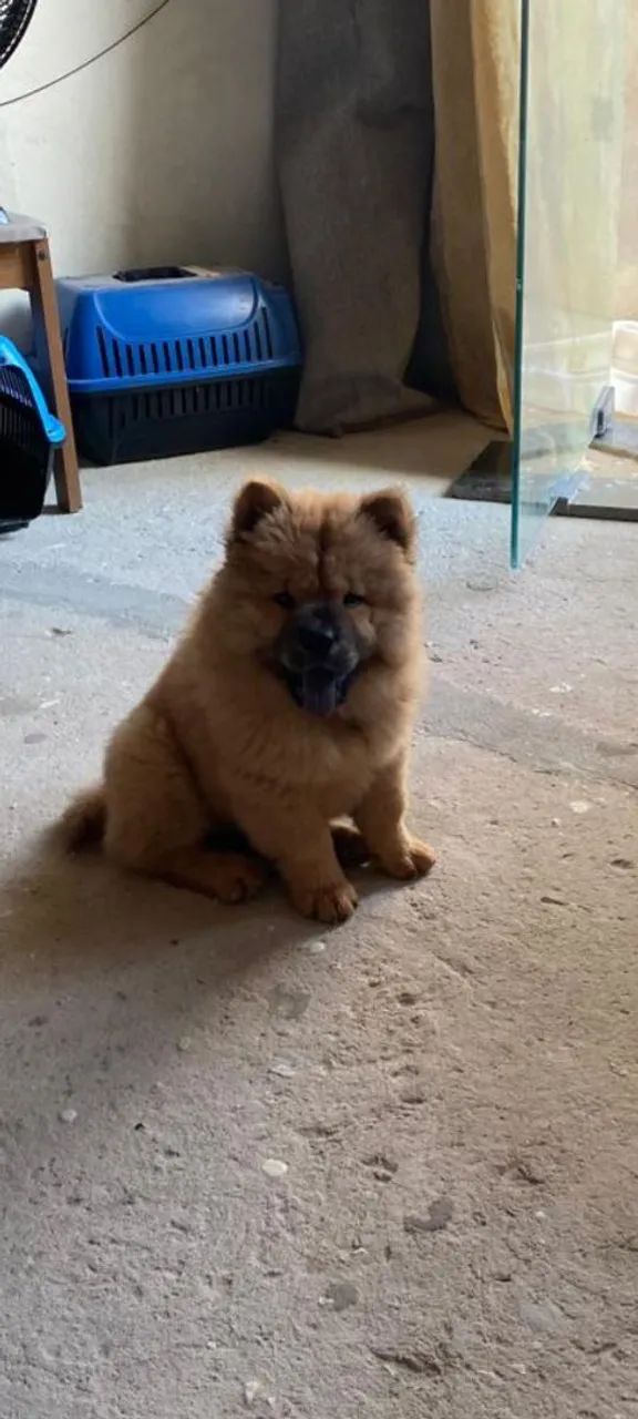 Chow Chow de três meses a venda 1.000 tem conversa - Foto 3