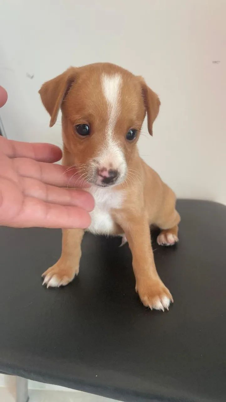 Cachorro  - Foto 4