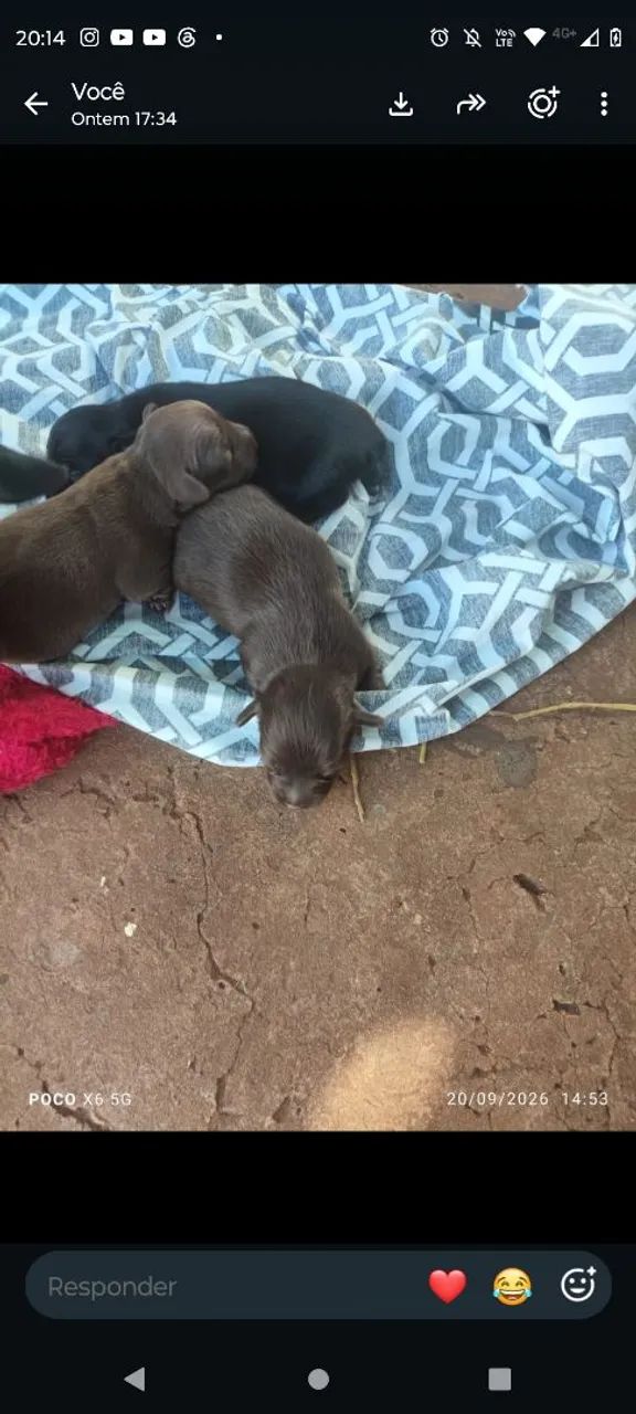 FILHOTES DE PINSCHER - Foto 3